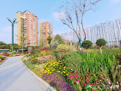 翠屏區 城市花海妝點幸福生活，精細管理提升綠化品質